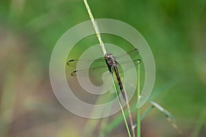 Dragonfly Perching on the Grass in Green Natural Background