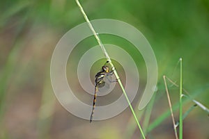 Dragonfly Perching on the Grass in Green Natural Background
