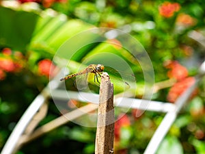 Dragonfly perching on the stump infront of the garden of green leaves and red flowers