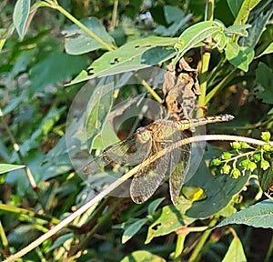 Dragonfly perfect camoflage