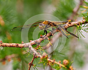 Dragonfly Photo and Image. Close-up side view with its wing spread, resting on a tree branch with green forest background in its