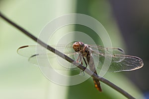 Dragonfly