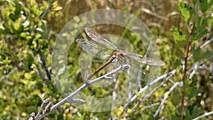 Dragonfly photo