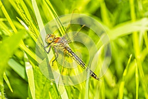 Dragonfly photographed in their natural environment