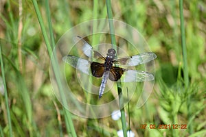 Dragonfly on a piece of grass