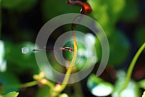 Dragonfly pin beautiful(Ischnura senegalensis)