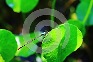Dragonfly pin beautiful(Ischnura senegalensis)