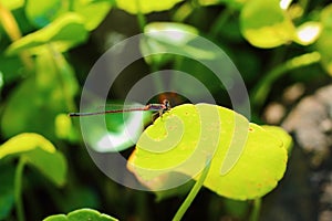 Dragonfly pin beautiful(Ischnura senegalensis)