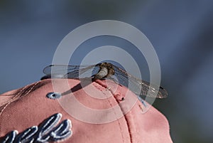 a dragonfly on a pink background dragonfly on pink background, blue dragonfly