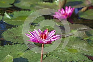 Dragonfly in pink water lotus in botanical tropical garden