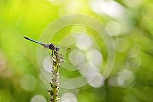 Dragonfly on a plant