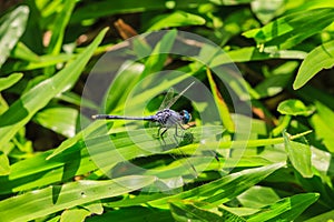 Dragonfly on plant