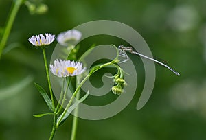 dragonfly on a plant close up sits on a green