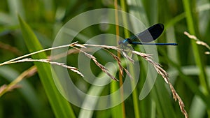 dragonfly on a plant close up sits on a green