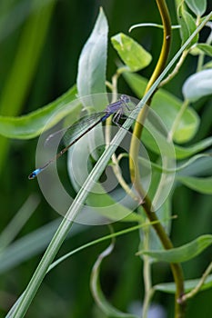 dragonfly on a plant close up sits on a green