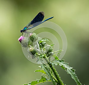 dragonfly on a plant close up sits on a green