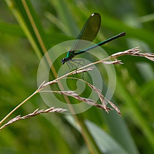 dragonfly on a plant close up sits on a green