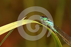 Dragonfly on plant leaf