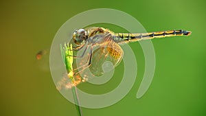 Dragonfly On Plant Stem Green Bokeh Background