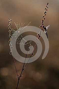 The dragonfly on the plant is waiting for the sun