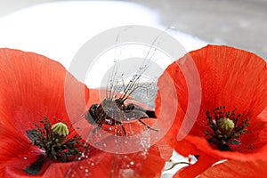 Dragonfly and poppy