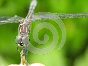 Dragonfly Portrait