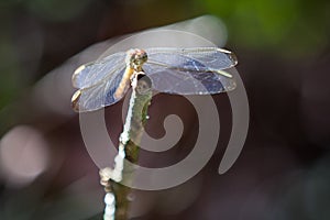 Dragonfly Portrait