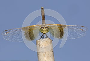 Dragonfly-portrait