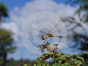 Dragonfly portrait