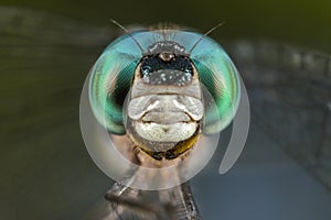 Dragonfly portrait with blue and green eyes macro close up detail