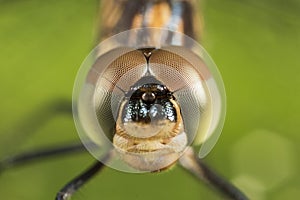 Dragonfly portrait with brown and green eyes macro close up detail