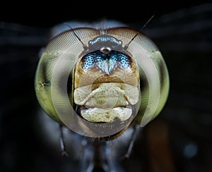 Dragonfly portrait/face shot