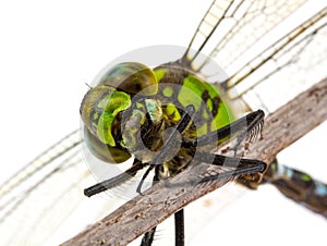 Dragonfly portrait macro isolated on white