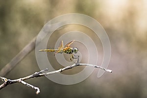 Dragonfly Portrait  Taken at Kolkata India