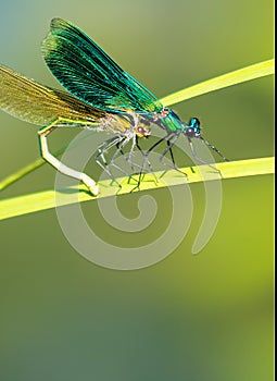 Dragonfly