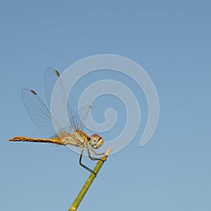 Dragonfly posed for a broom stalk