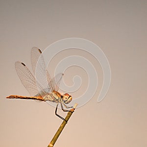 Dragonfly posed for a broom stalk