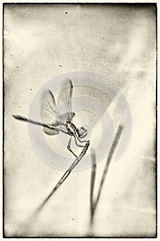 Dragonfly posed for a broom stalk on textured background