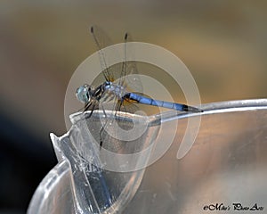 Dragonfly posing