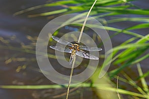 Dragonfly preflight procedures