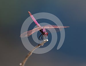 Dragonfly Prepares for Takeoff.