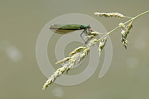 Dragonfly with prey