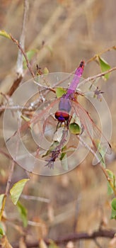 Dragonfly Purple Beauty