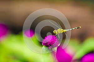 Dragonfly on purple plant