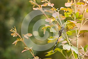 A Dragonfly quietly resting on a bush