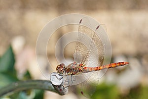 Dragonfly with raised wings