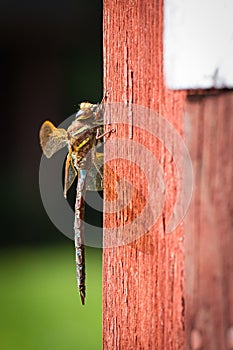 Dragonfly on a red cabin wall