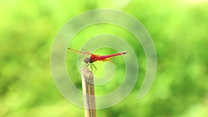 Dragonfly Red Scarlet Darter Animal Footage