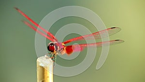 Dragonfly red scarlet darter insect footage landing