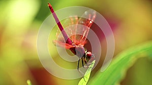 Dragonfly Red Scarlet Darter Male Animal Footage